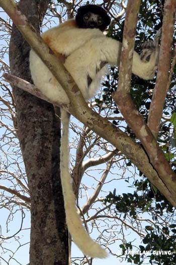 excursions Nosy Be Madagascar